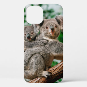 Koala, phascolarctos cinereus, Female carrying You iPhone 12 Case