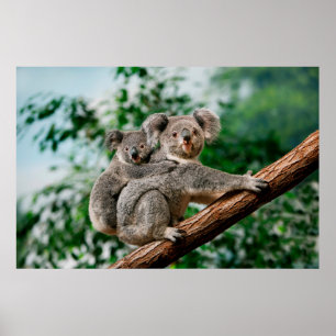 Koala, phascolarctos cinereus, Female carrying You Poster