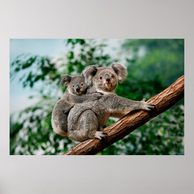 Koala, phascolarctos cinereus, Female carrying You Poster (Front)