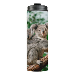 Koala, phascolarctos cinereus, Female carrying You Thermal Tumbler