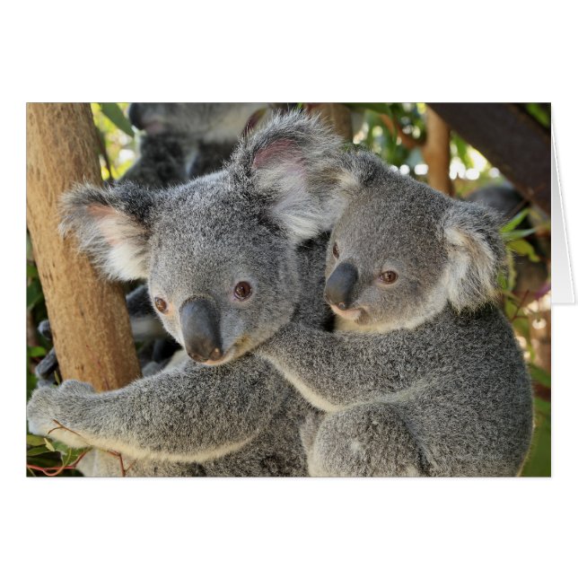 Koala Phascolarctos cinereus Queensland . (Front Horizontal)