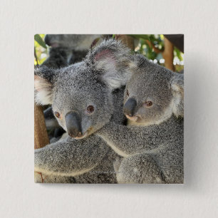 Koala Phascolarctos cinereus Queensland . 15 Cm Square Badge