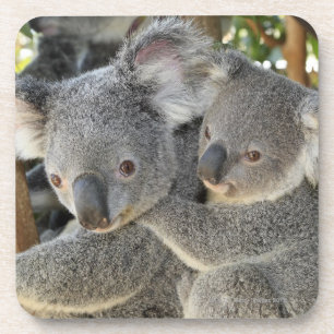 Koala Phascolarctos cinereus Queensland . Coaster