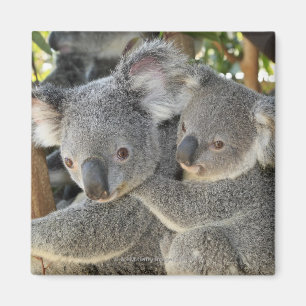 Koala Phascolarctos cinereus Queensland . Magnet