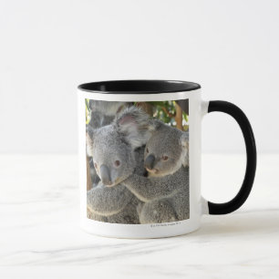 Koala Phascolarctos cinereus Queensland . Mug