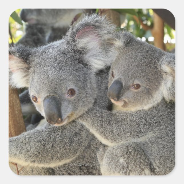 Koala Phascolarctos cinereus Queensland . Square Sticker (Front)