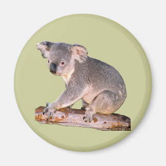 Koala Picture Magnet