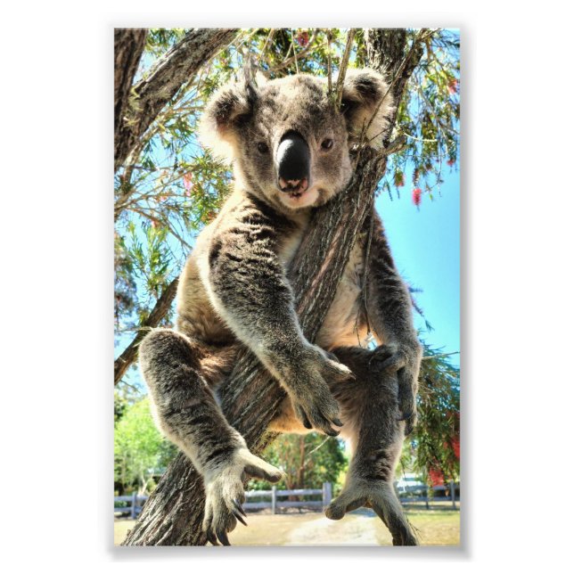 Koala Picture Photo Print (Front)