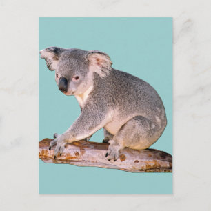 Koala Picture Postcard