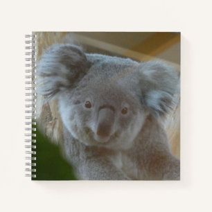 Koala Portrait Notebook