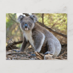 Koala Postcard