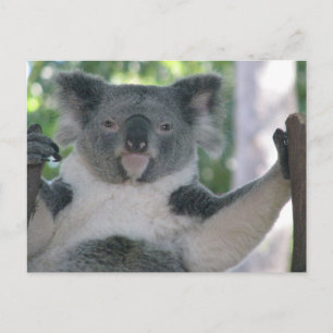 Koala Postcard