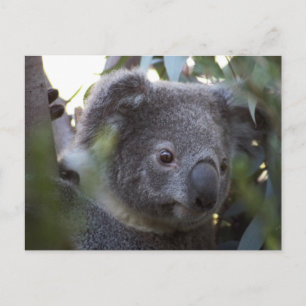 Koala Postcard