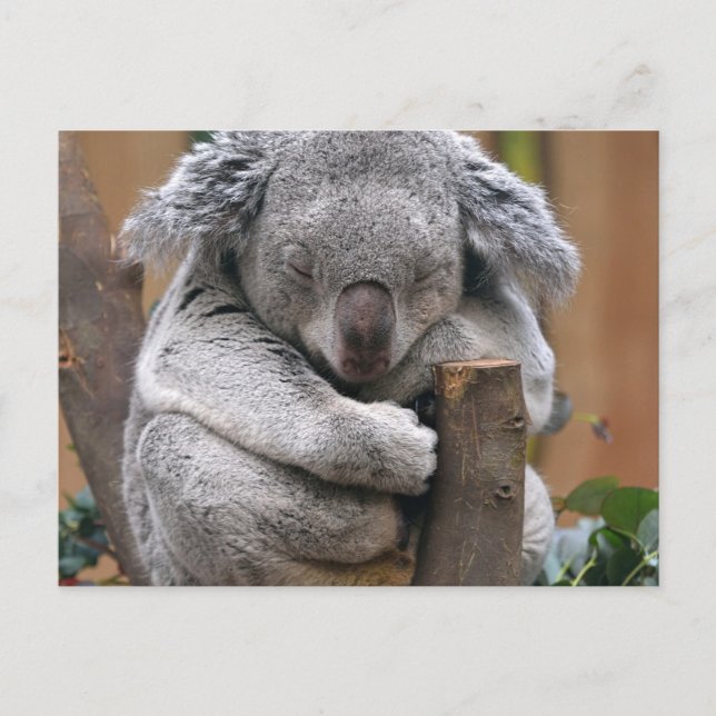 Koala Postcard (Front)
