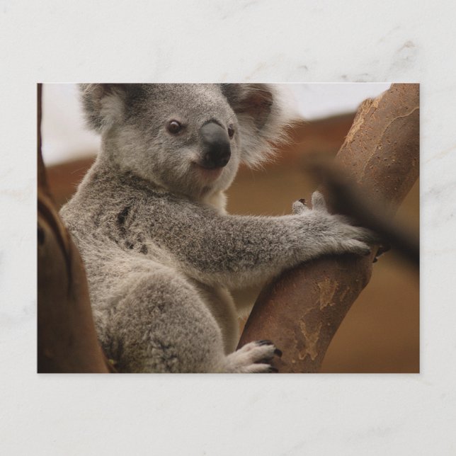 Koala Postcard (Front)