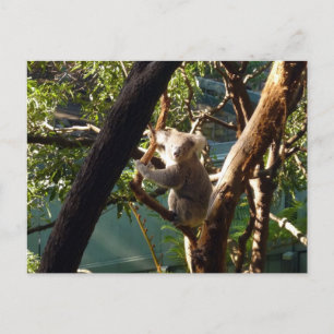 koala postcard