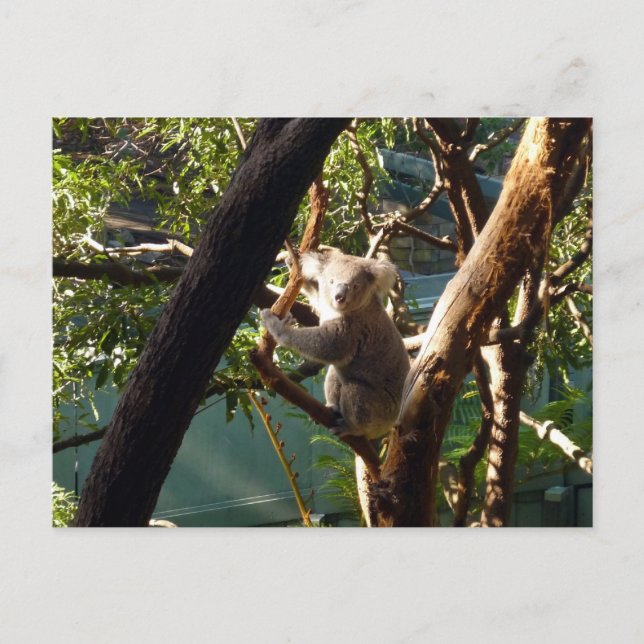 koala postcard (Front)