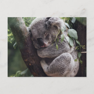 Koala Postcard