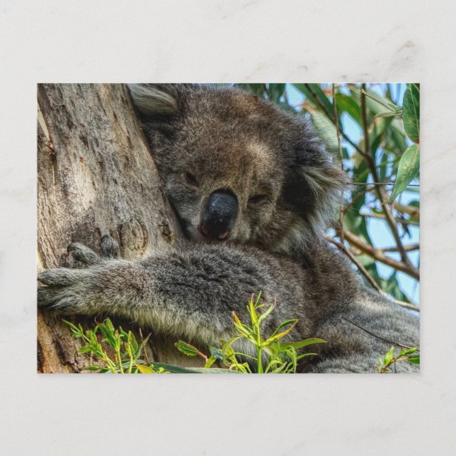 Koala Postcard (Front)
