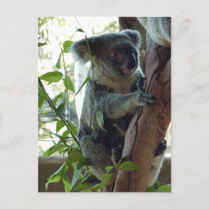 Koala Postcard