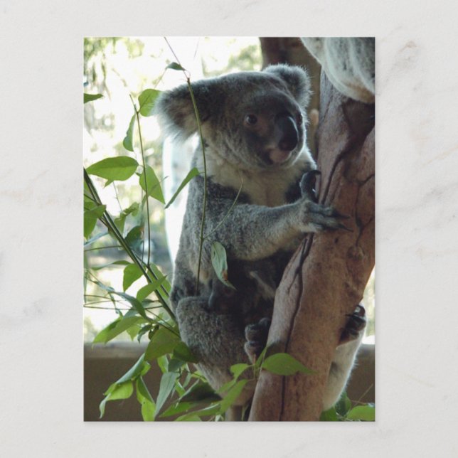 Koala Postcard (Front)