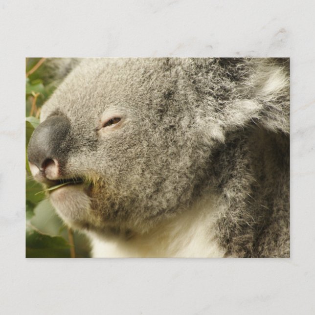 Koala Postcard (Front)