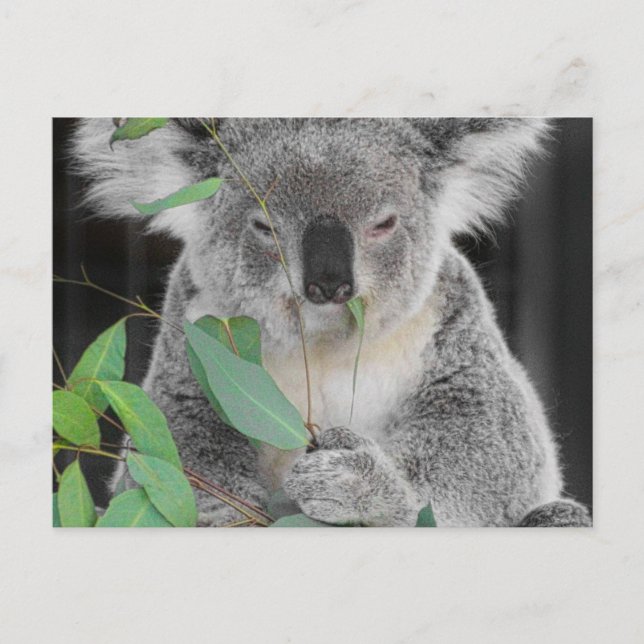 Koala Postcard (Front)