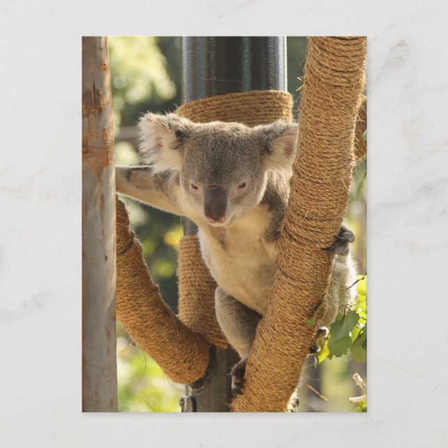 Koala Postcard (Front)
