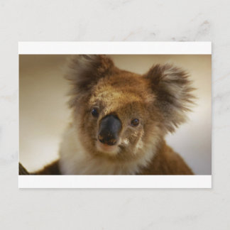 Koala Postcard