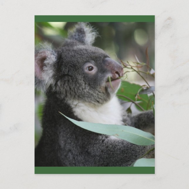Koala Postcard (Front)