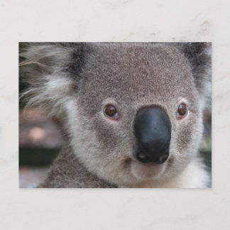 Koala Postcard