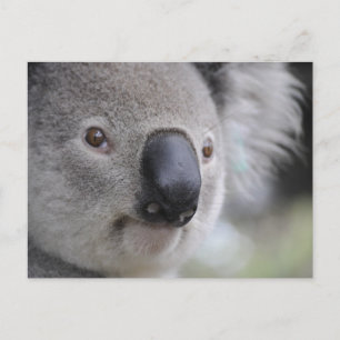 Koala Postcard