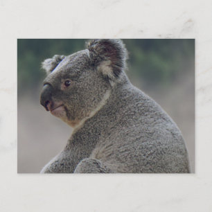 Koala Postcard