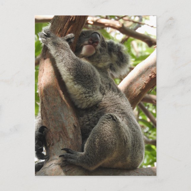 Koala Postcard (Front)