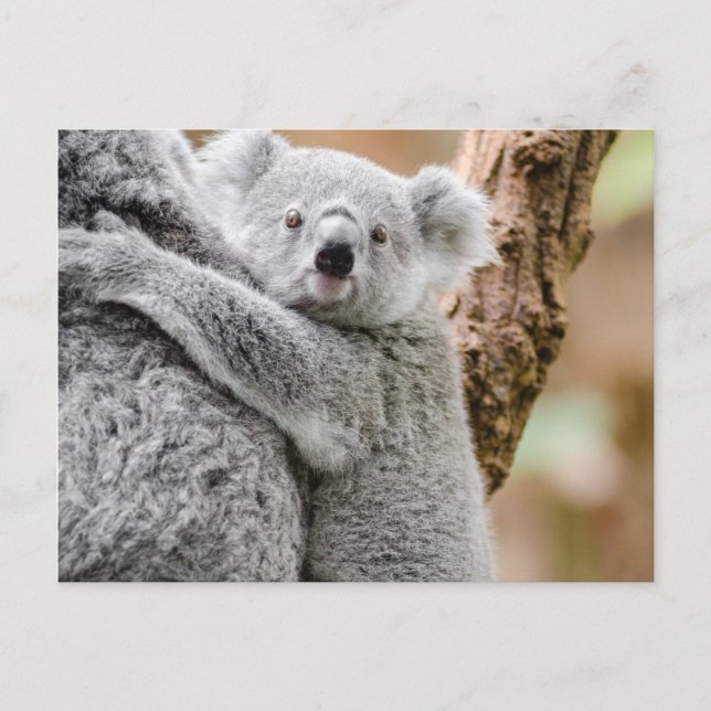 Koala Postcard (Front)