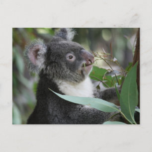 Koala Postcard