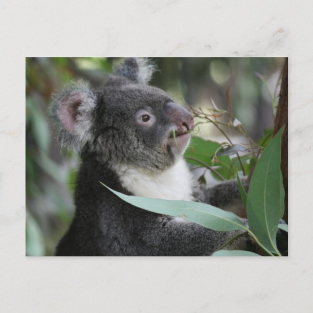 Koala Postcard (Front)