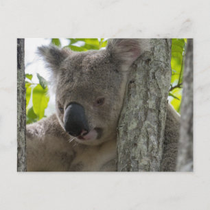 Koala Postcard