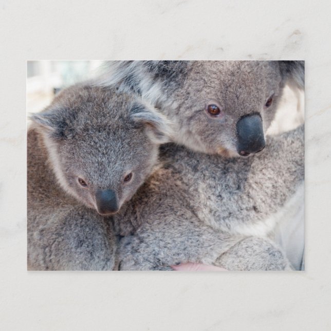 Koala Postcard (Front)