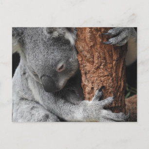 Koala Postcard