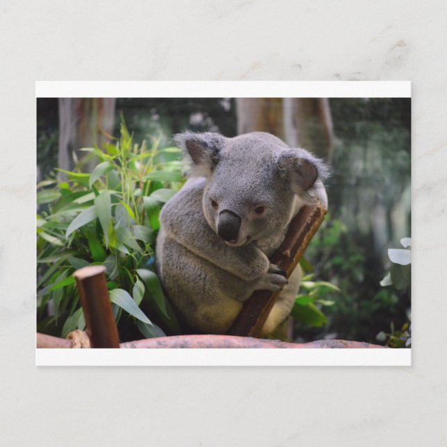 Koala Postcard (Front)