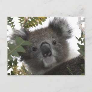 Koala Postcard