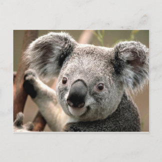 Koala Postcard