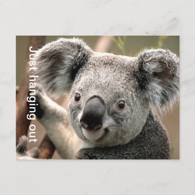 Koala Postcard (Front)