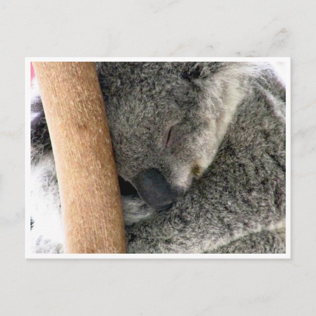 koala sleep postcard (Front)