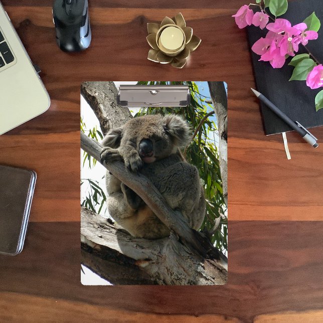 Koala - Sleeping  Clipboard (Creator Uploaded)