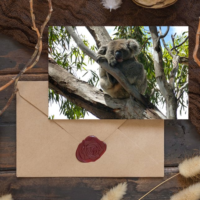 Koala - Sleeping  Holiday Postcard (Creator Uploaded)