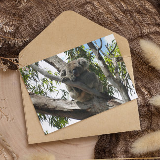 Koala - Sleeping Holiday Postcard
