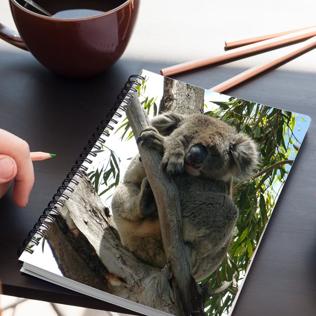 Koala - Sleeping  Notebook (Creator Uploaded)