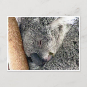 koala sleepy postcard